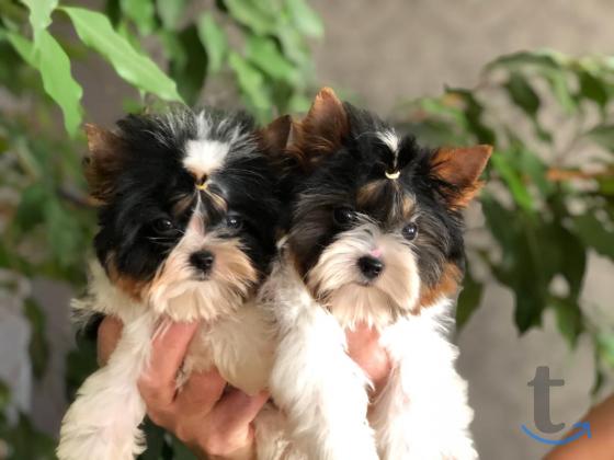 Щенки бивер йоркширские терьеры от Ирлайн-дог в Самаре