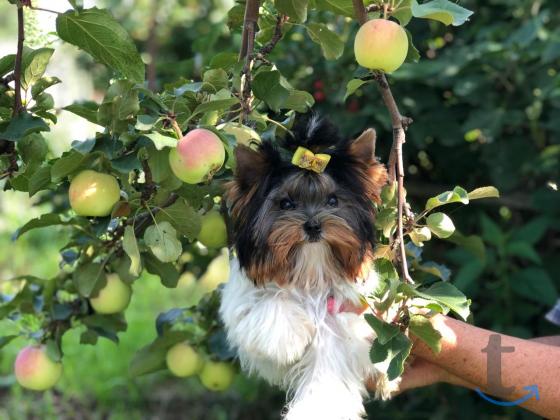Щенки бивер йоркширские терьеры от Ирлайн-дог в Самаре