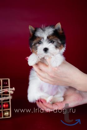 Щенки бивер йоркширские терьеры от Ирлайн-дог в Самаре