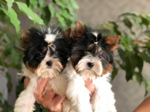 Щенки бивер йоркширские терьеры от Ирлайн-дог в Самаре