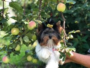 Щенки бивер йоркширские терьеры от Ирлайн-дог в Самаре