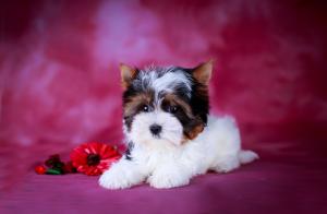 Щенки бивер йоркширские терьеры от Ирлайн-дог в Самаре