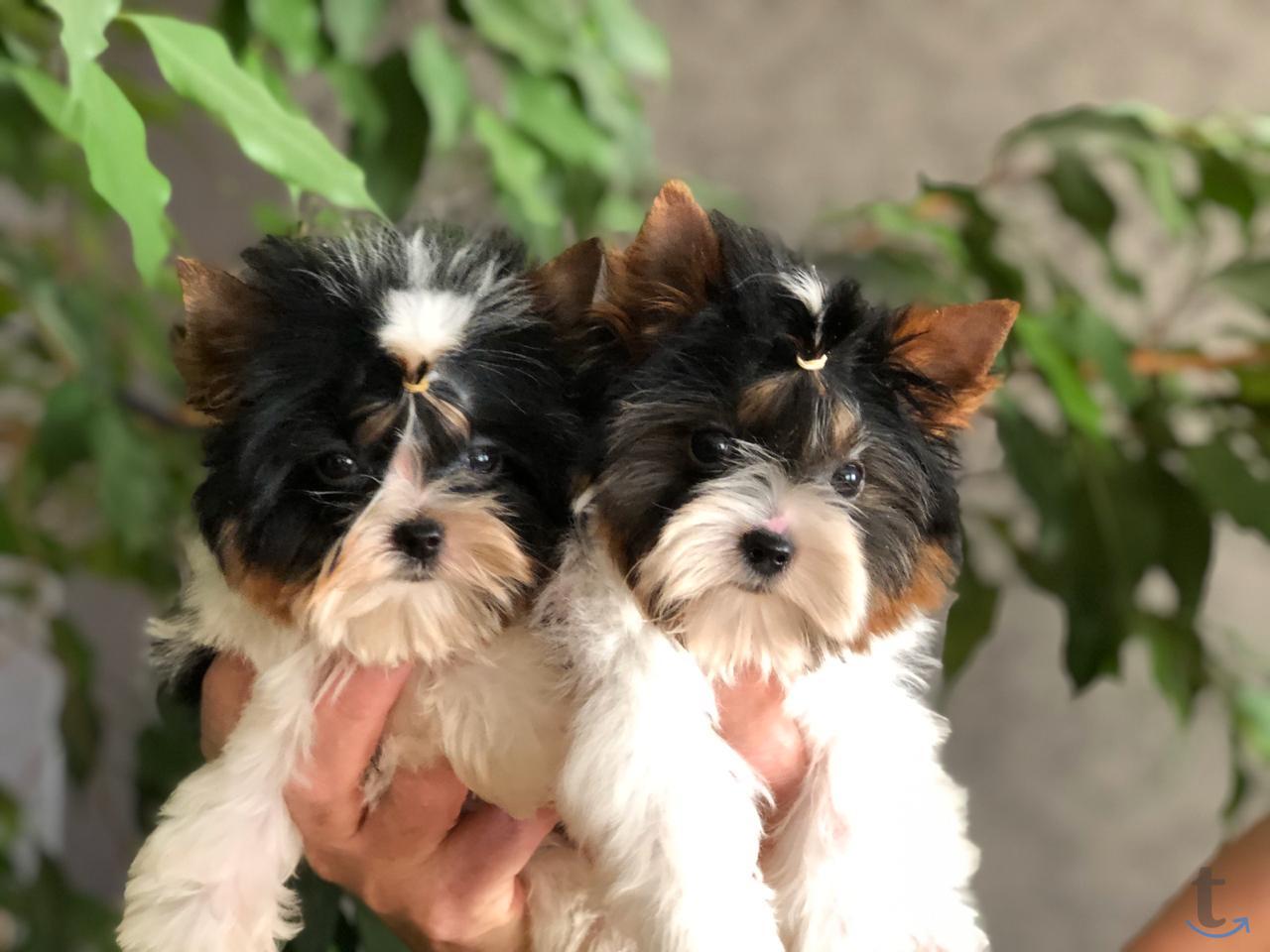 Щенки бивер йоркширские терьеры от Ирлайн-дог в Самаре