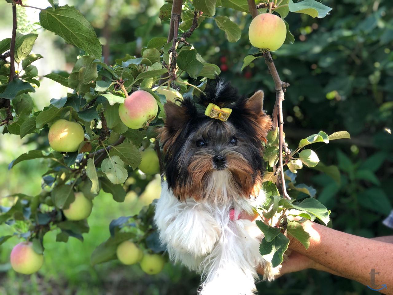 Щенки бивер йоркширские терьеры от Ирлайн-дог в Самаре
