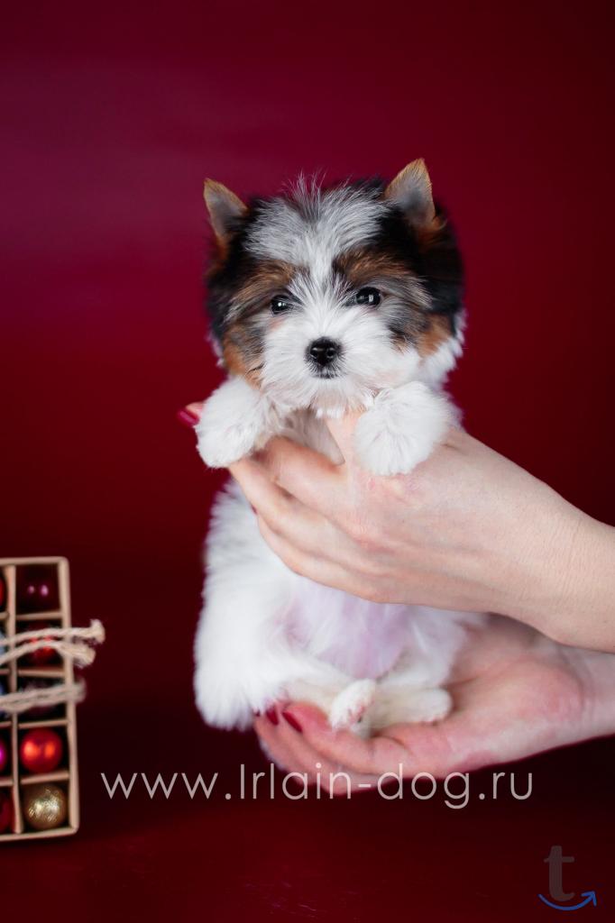 Щенки бивер йоркширские терьеры от Ирлайн-дог в Самаре
